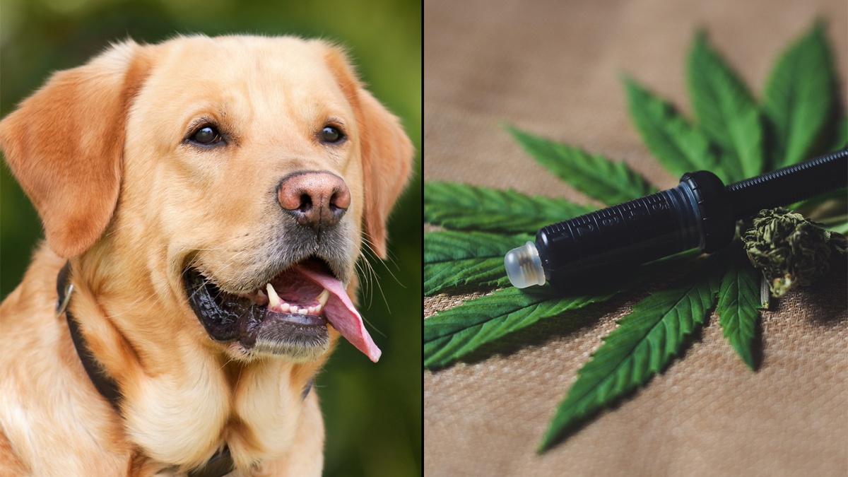 CBD Can Help Counteract Accidental Marijuana Exposure In Dogs, New Study Shows