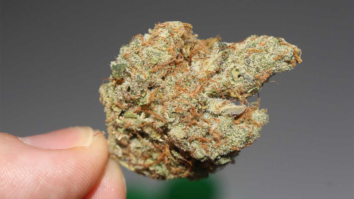 Massachusetts Recreational Marijuana Sales Hit $7 Billion Milestone, With Record-Breaking Seven-Month Surge, Officials Say