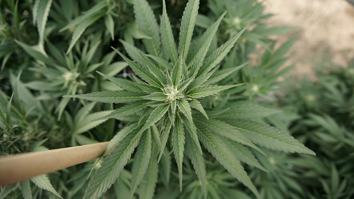 Marijuana ‘Demonstrated Positive Findings’ For Managing Pain In NCAA Athletes, New Research Says