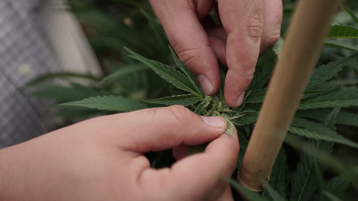 Shift To Outdoor Marijuana Cultivation Could Cut Industry Emissions By Up To 76%, Study Finds