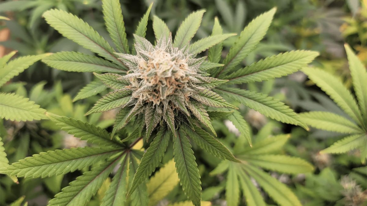 Hawaii Senate Passes Bill To Let Doctors Recommend Medical Marijuana For Any Condition They See Fit