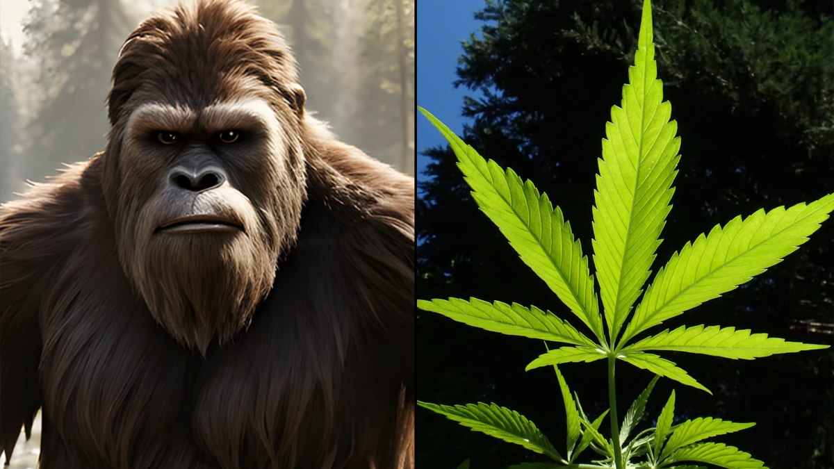 Marijuana Dispensary Offers Free Joints For Pics Of Bigfoot Following Local Sighting