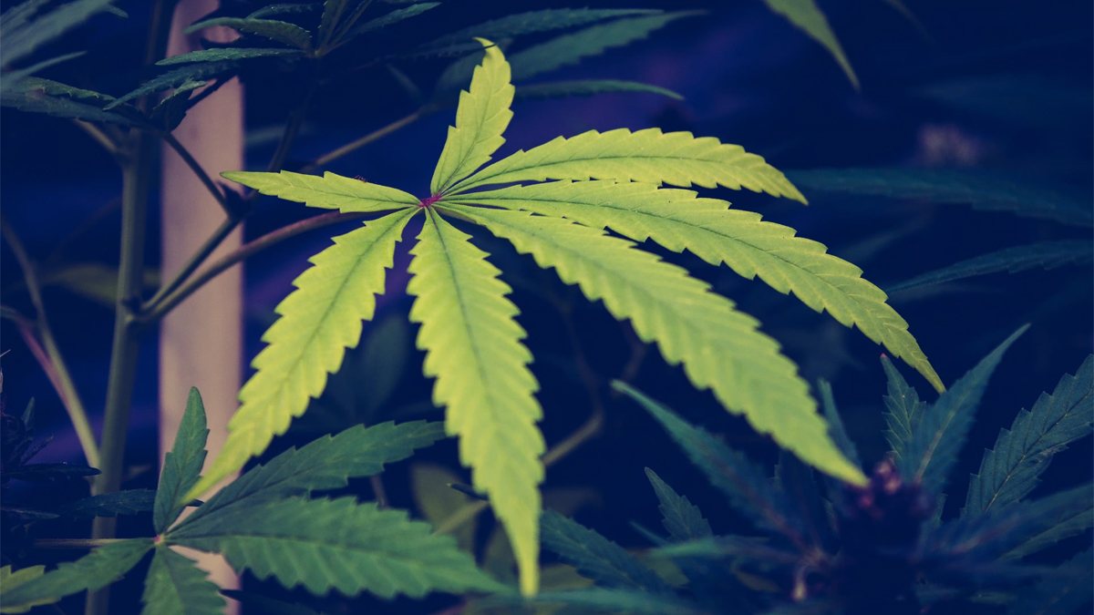 8 In 10 Marijuana Consumers Use It As A Substitute For Prescription Drugs, New Survey Finds