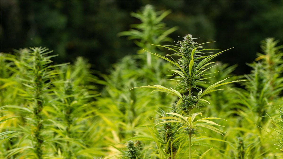 Using Hemp Flour And Oil Can Make Gluten-Free Baked Goods With ‘Optimal’ Texture And ‘Significant’ Nutrition, Study Shows