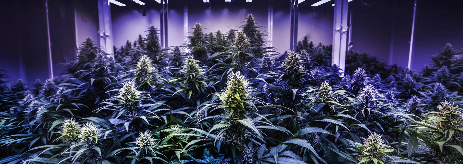 Cannabis grow 692c974d94c84