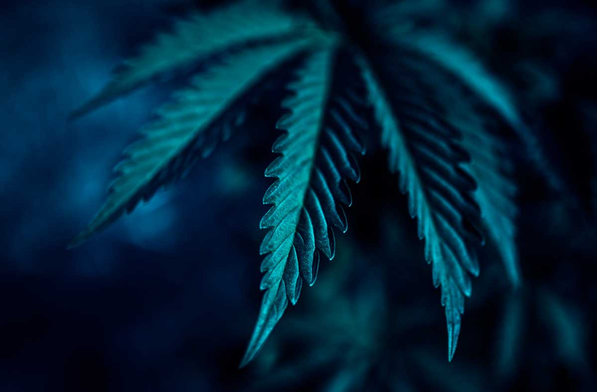 Marijuana farm cultivation medical cannabis